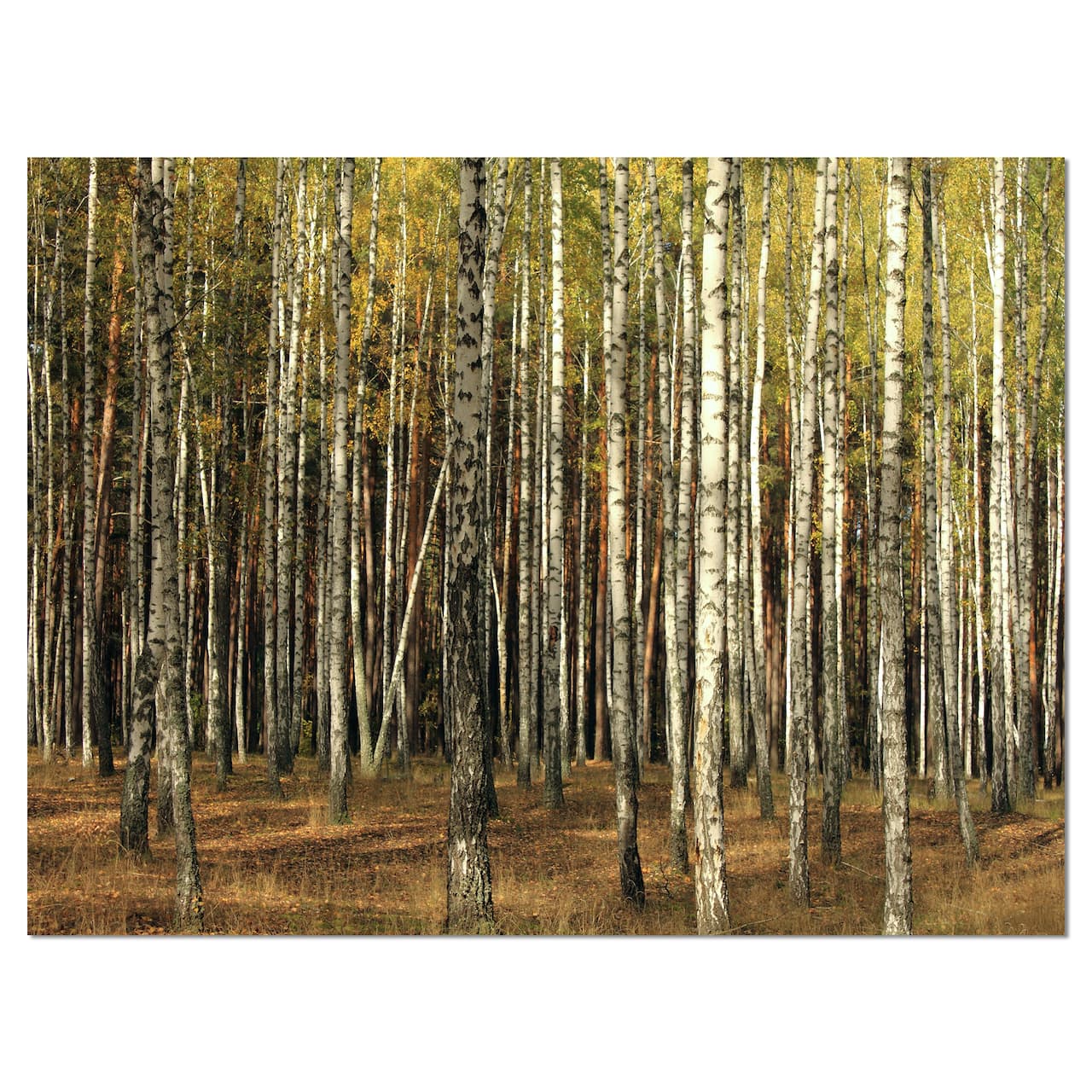 Designart - Green Fall Forest with Thick Trees - Forest Canvas Art Print